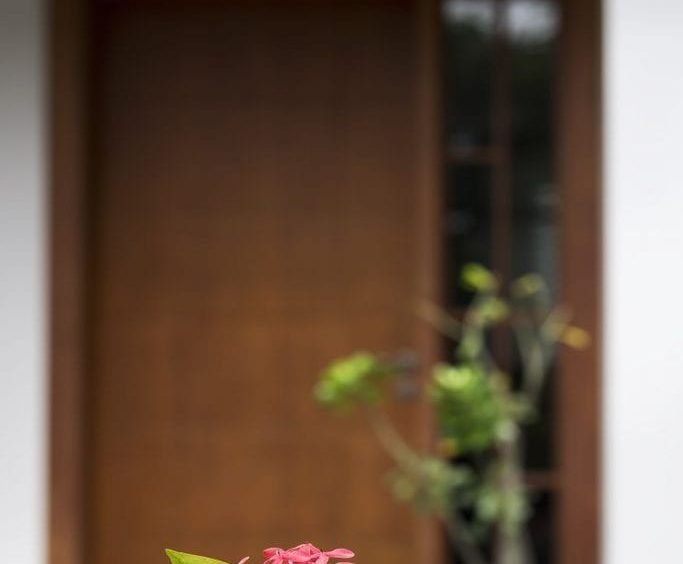 flowers - myanmar real estate